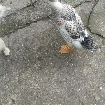 Confusion in the yard ;-)