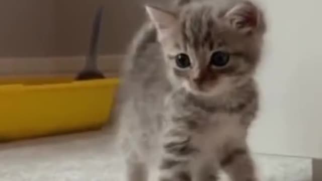 cats beautiful video ❤️❤️🔥❤️‍🩹🦊🦝🐈🐈🐱🐈‍⬛🐈‍⬛😘❤️🔥🐈🦝🦊 #cats #satisfying #shorts