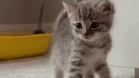 cats beautiful video ❤️❤️🔥❤️‍🩹🦊🦝🐈🐈🐱🐈‍⬛🐈‍⬛😘❤️🔥🐈🦝🦊 #cats #satisfying #shorts