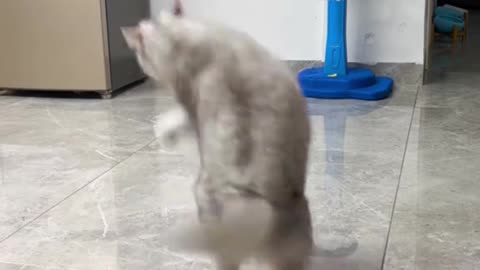 Cat funny TikTok video animal
