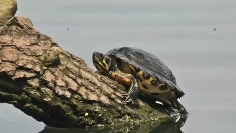 Water living animal 🐢🐢 turtle| 4k ultra Hd Video