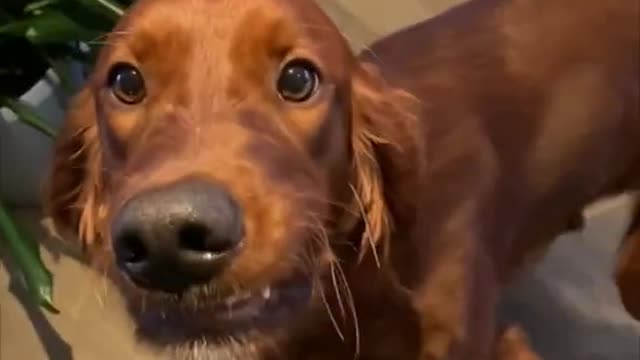 Dog shows the camera his underbite on command #Shorts