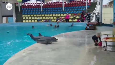 Dolphin