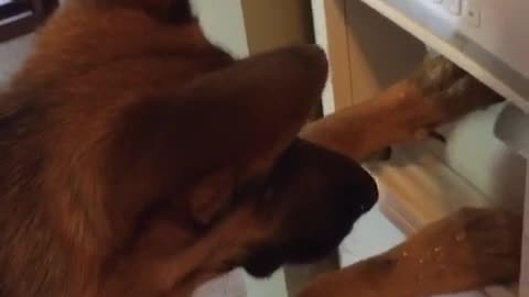 Dog gets ice from fridge