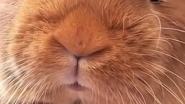 SO CUTE Bunny Nose cute!! 😍😍😍 | World of Rabbits 🐰🐇