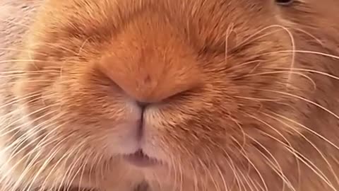 SO CUTE Bunny Nose cute!! 😍😍😍 | World of Rabbits 🐰🐇