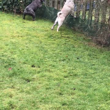 Neighbours cat taunts dogs through fence