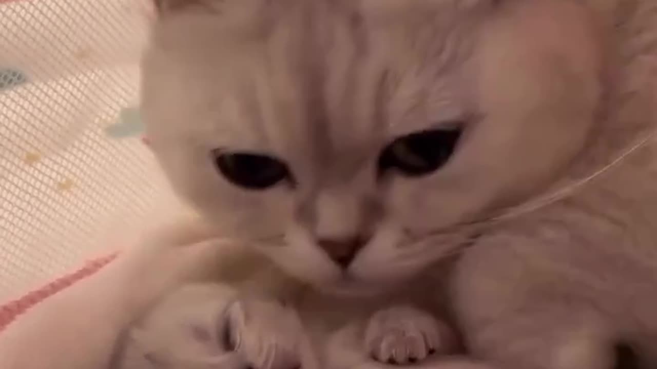 Unforgettable Cats and Dog Pranks: Prepare to Burst into Laughter