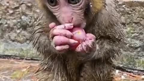 Beautiful baby 🐅 monkey