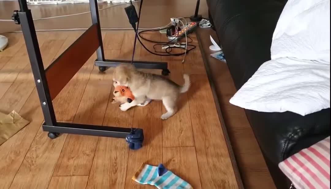 Video of a dog playing with a toy.