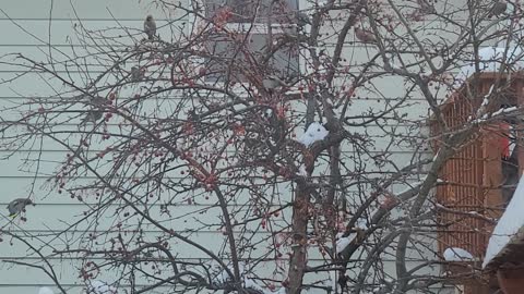 Flock of Red Poles Feeding on Choke Cherries