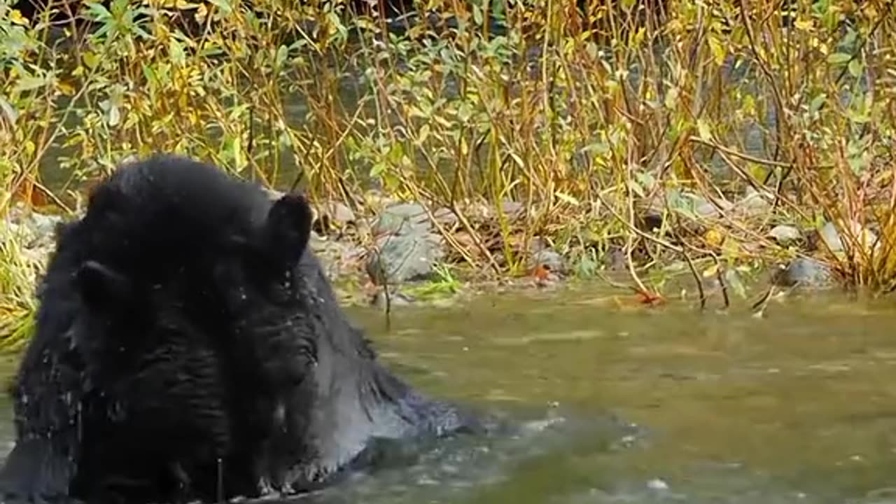 Attack on fishes