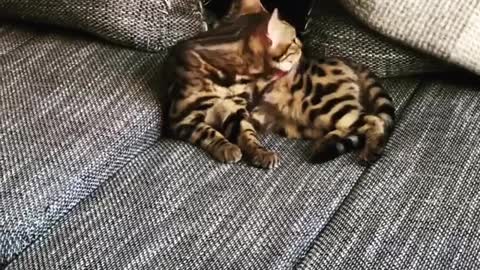 two kittens licking each other