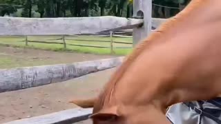 Woke Horse