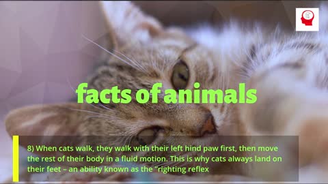 8 crazy cat facts for cat lovers