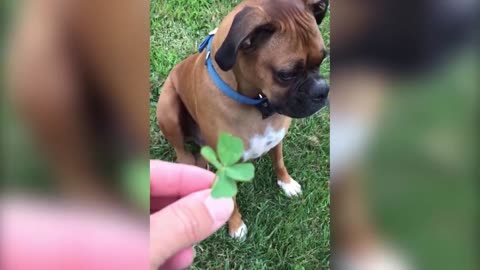 Dog Eats Four-Leaved Clover