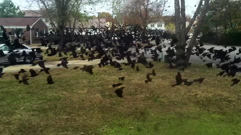 Massive Flock of Blackbirds, Simultaneous Takeoff