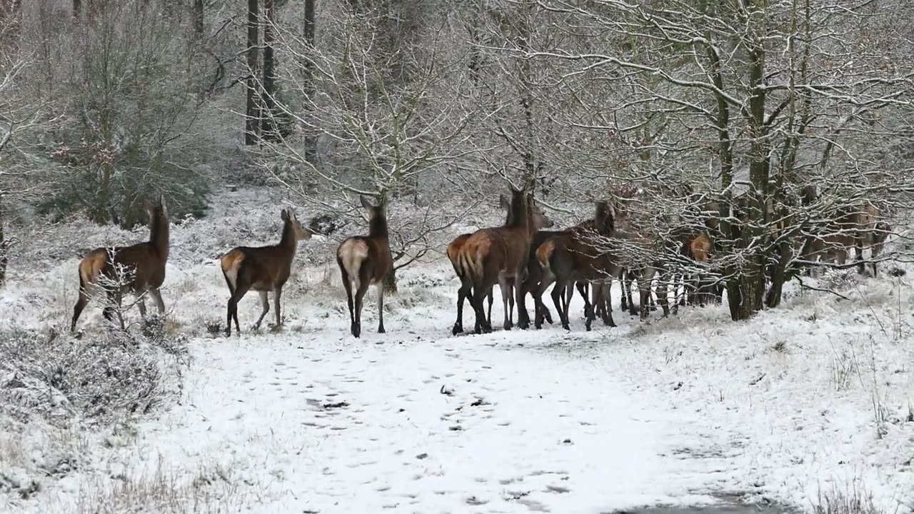 A Group Of Deer