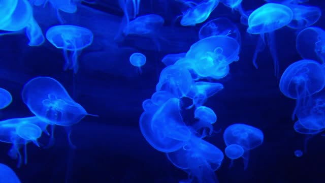 Jellyfish -Jellyfish