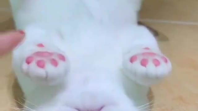 OMG So Very Cute Cats💞 Best Funny Cats Video 2021 #5