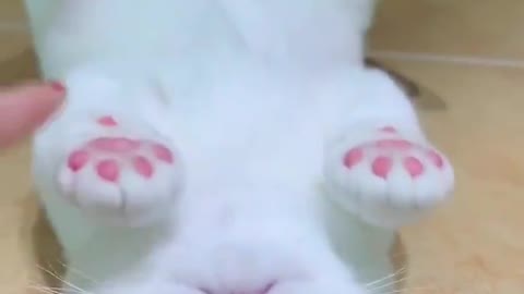 OMG So Very Cute Cats💞 Best Funny Cats Video 2021 #5