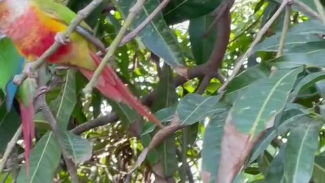 Red and green parrot enjoying green tree of mango