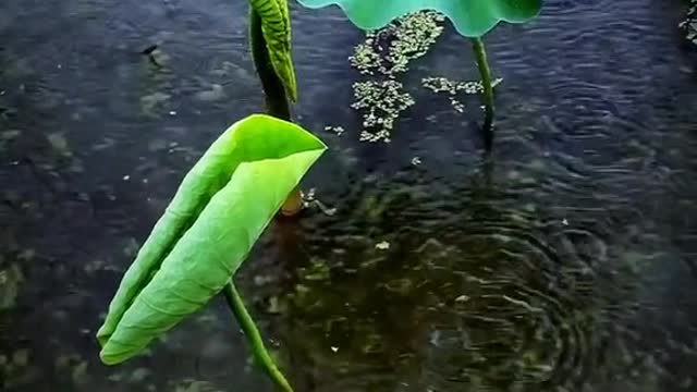 Lotus leaf in the rain