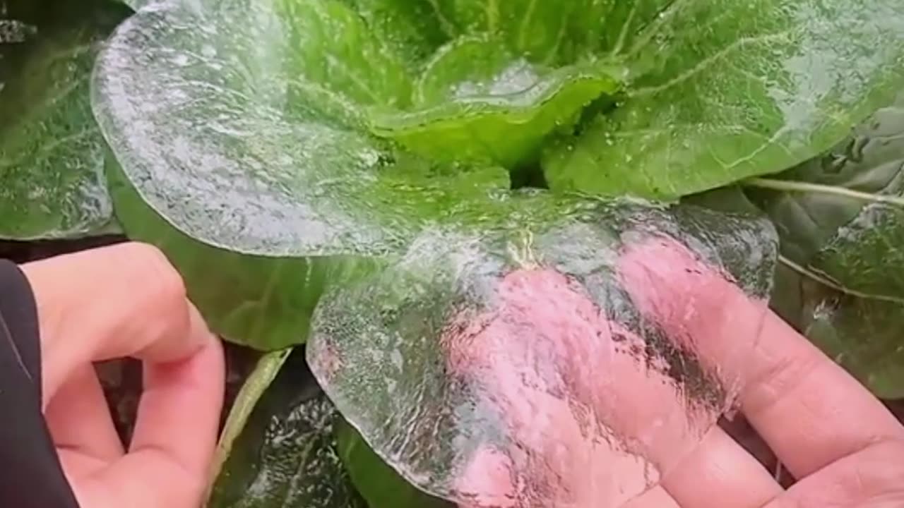Ice of the crops