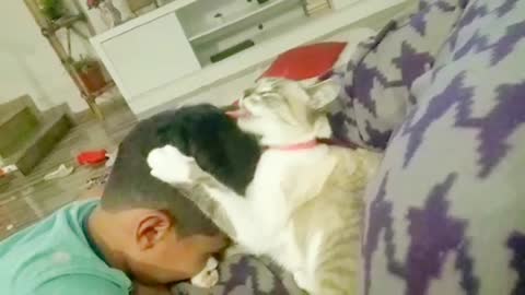 Loving Cat Won't Stop Licking Kid's Hair ❤️