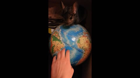 chinchilla on the GLOBE