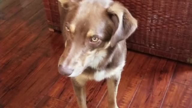 Curiously confused pup displays epic head tilts