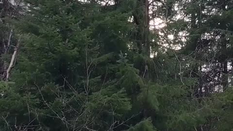 Bear Family Eating in a Tree