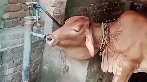 Thirsty cow