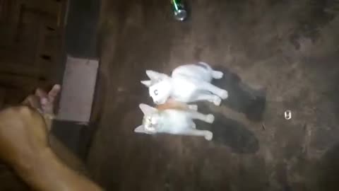 Cat training video 🐈🐈🐈🐈🐱🐱🐱