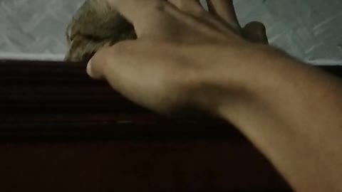 Cat sleeping on top of cupboard