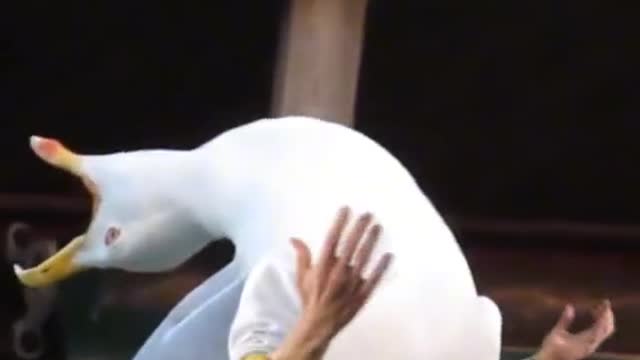 If Birds Have Arms (part:1)