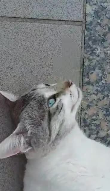 the neighbor's cat paid us a visit.