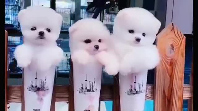 Does anyone want a puppy like that?