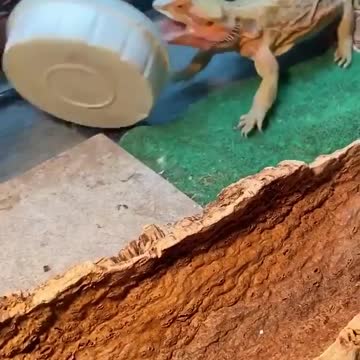 Silly lizard