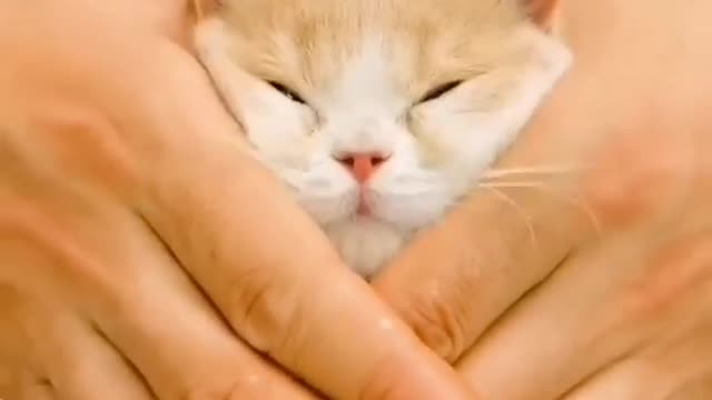 Cat😍😍😍_ cute cats. cute cat videos