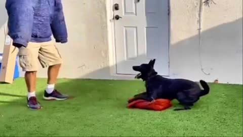 Dog tuch pad training Dogs training train your dog