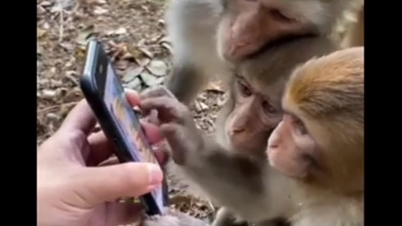 Monkey funny video 🤣🤣🤣🤣