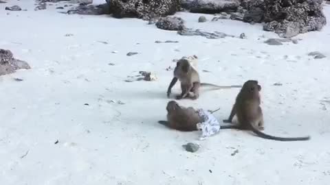 Three brown monkeys play on a beach and chase tourists