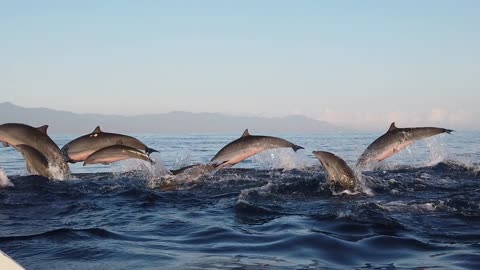 dolphins jump out of the water Indonesia, Bali island, Lovina Slow motion