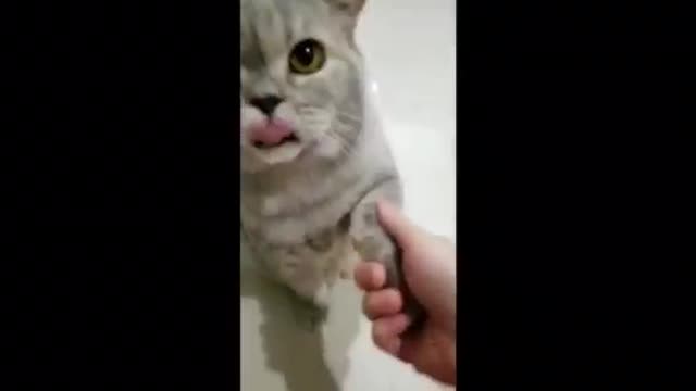 Training my cats to do handshake 😺 😻 😹 😂 😂 😂