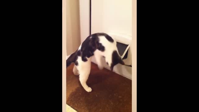 Funny cats part 05