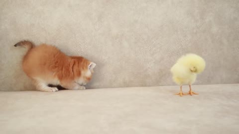 Kittens walk with a tiny chicken