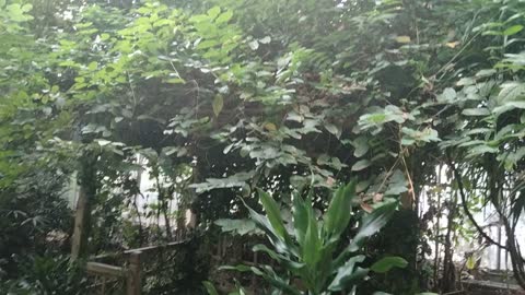 This little house is covered by trees