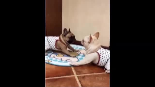 Cute And Funny Pets #9