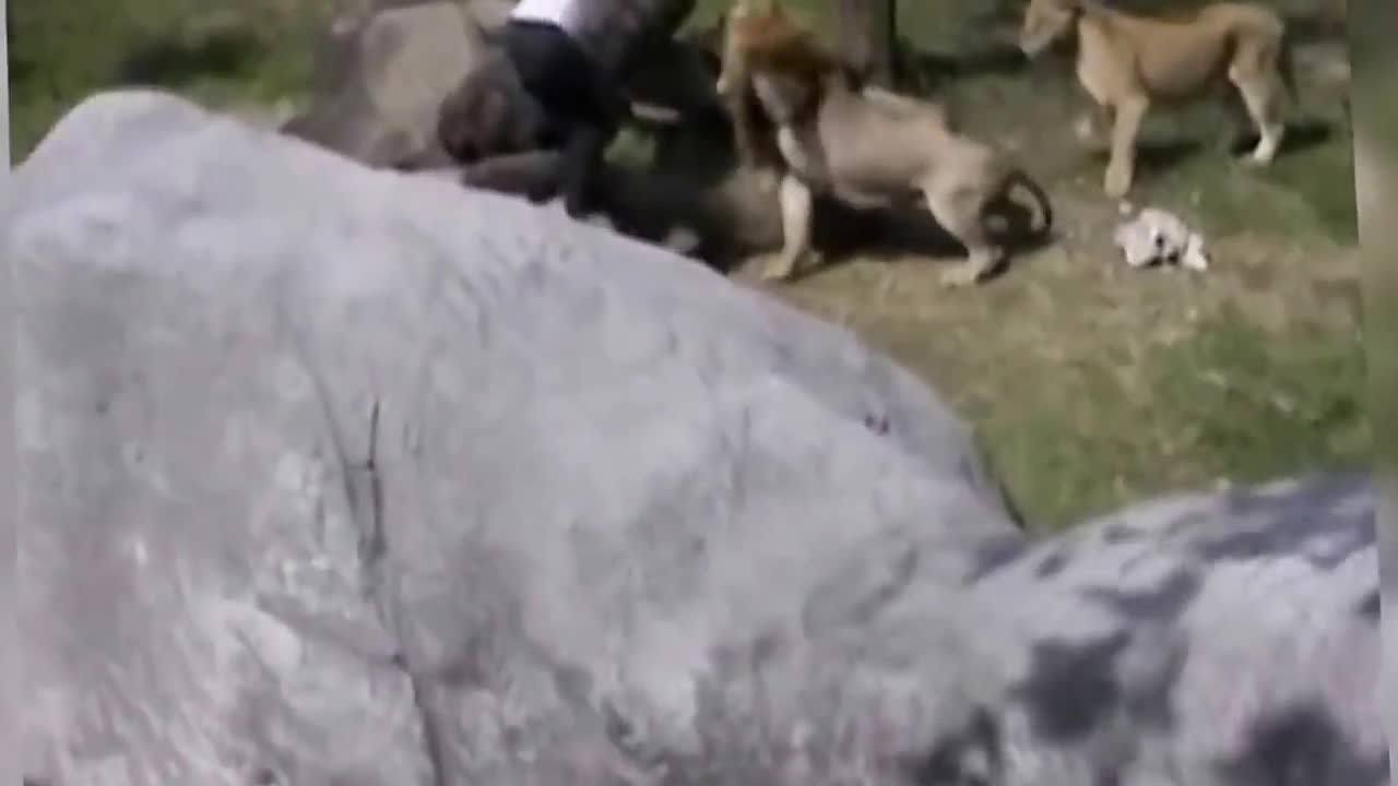 Terrifying Moment When Man is Surrounded by Lions